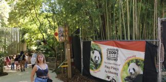 Cina: i panda giganti Ping Ping e Fu Shuang sono arrivati ad Atlanta (2)