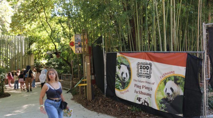 Cina: i panda giganti Ping Ping e Fu Shuang sono arrivati ad Atlanta (2)