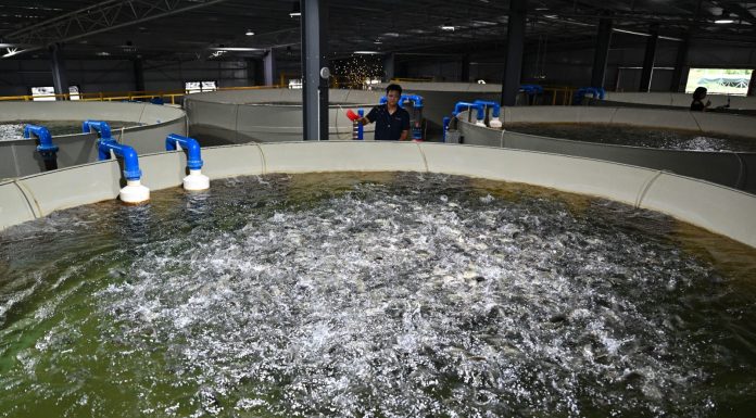 Cina: Hainan potenzia l’allevamento della tilapia tra selezione e digitale (1)