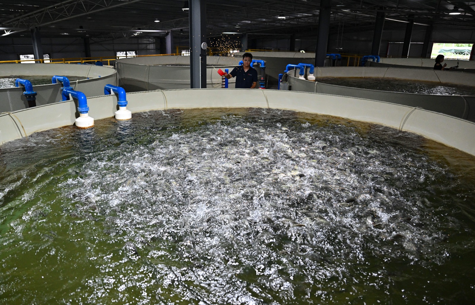 Cina: Hainan potenzia l’allevamento della tilapia tra selezione e digitale (1)