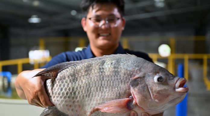 Cina: Hainan potenzia l’allevamento della tilapia tra selezione e digitale (2)