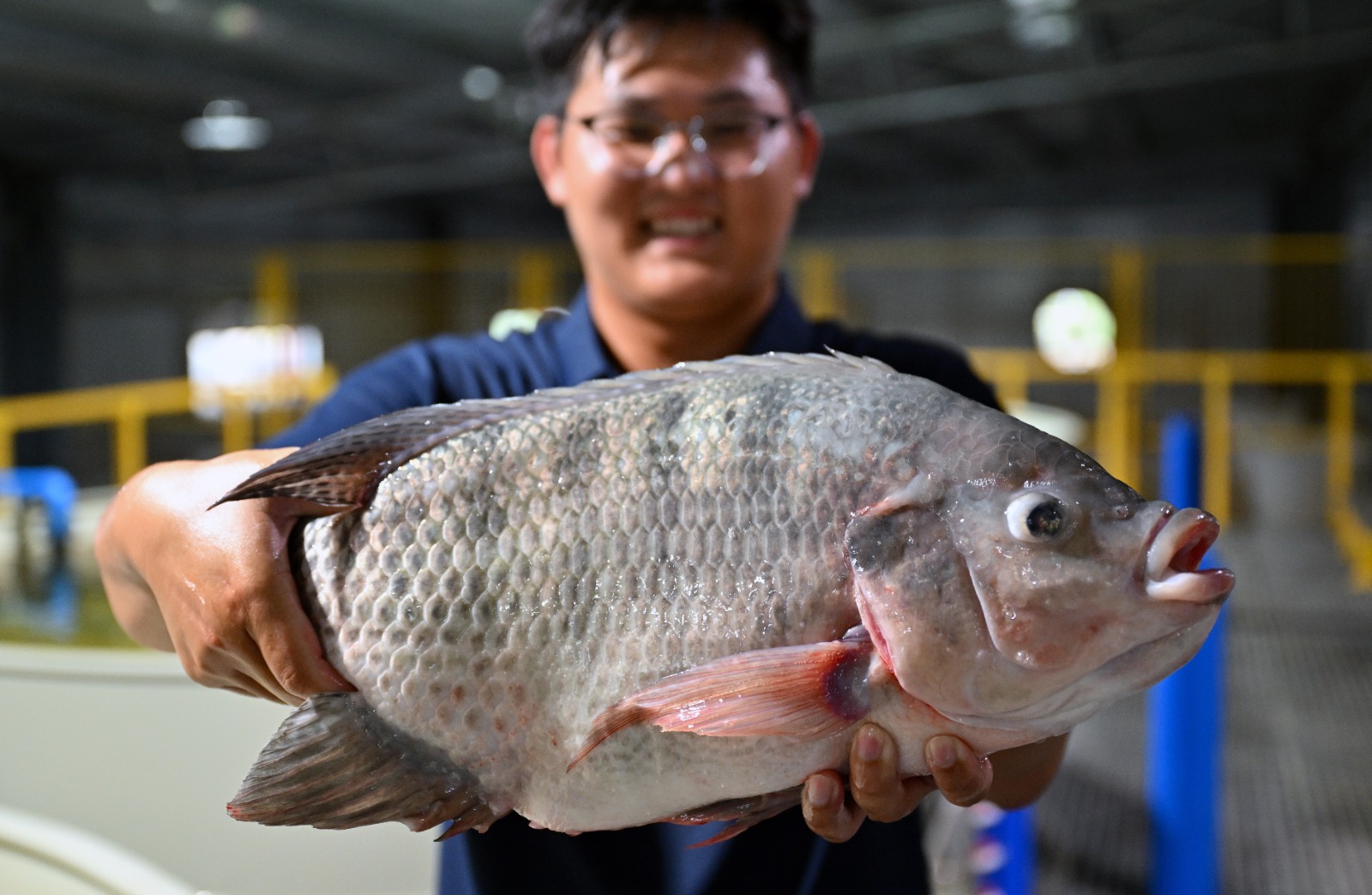 Cina: Hainan potenzia l’allevamento della tilapia tra selezione e digitale (2)