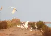Cina: uccelli migratori attraversano riserva del delta del fiume Giallo (1)