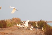 Cina: uccelli migratori attraversano riserva del delta del fiume Giallo (1)