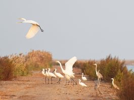 Cina: uccelli migratori attraversano riserva del delta del fiume Giallo (1)