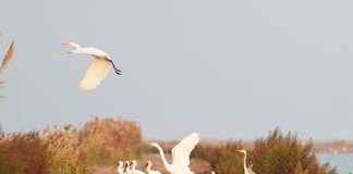 Cina: uccelli migratori attraversano riserva del delta del fiume Giallo (1)