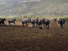 Al via il World Buffalo Congress, da tutto il mondo a Sorrento per studiare la bufala