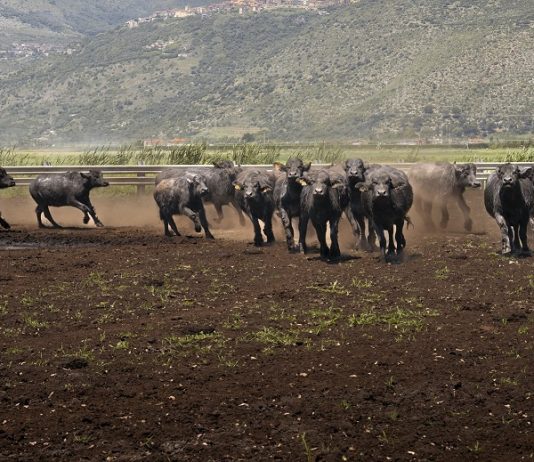 Al via il World Buffalo Congress, da tutto il mondo a Sorrento per studiare la bufala
