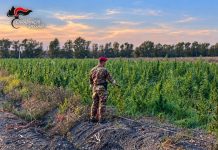 Scoperta maxi piantagione di marijuana in Gallura, 4 arresti