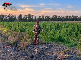 Scoperta maxi piantagione di marijuana in Gallura, 4 arresti