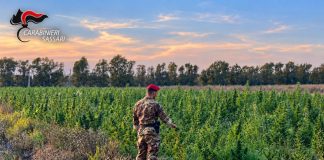 Scoperta maxi piantagione di marijuana in Gallura, 4 arresti