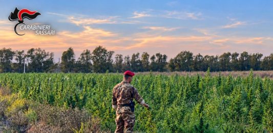 Scoperta maxi piantagione di marijuana in Gallura, 4 arresti