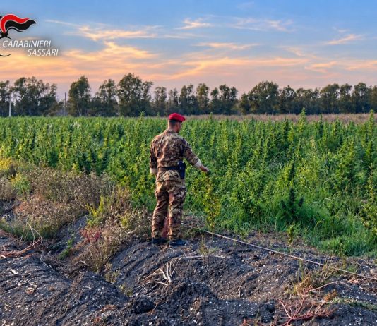 Scoperta maxi piantagione di marijuana in Gallura, 4 arresti